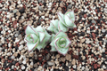 Crassula perforata 'Major' String of Buttons - 4-Inch Live Plant