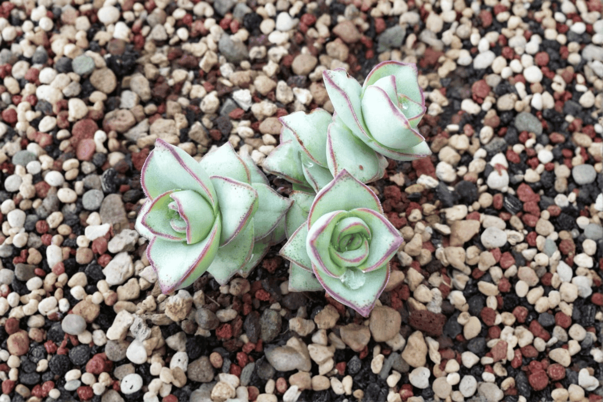 Crassula perforata 'Major' String of Buttons - 4-Inch Live Plant