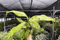 Dieffenbachia Starbright - 2 Exact Live Plants in 4-Inch Pots