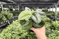 Scindapsus pictus Silver Satin - 2 Exact 4-Inch Potted Live Plants