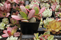 Pink Jade Succulent Crassula platyphylla - 3.5-Inch Pot Live Plant