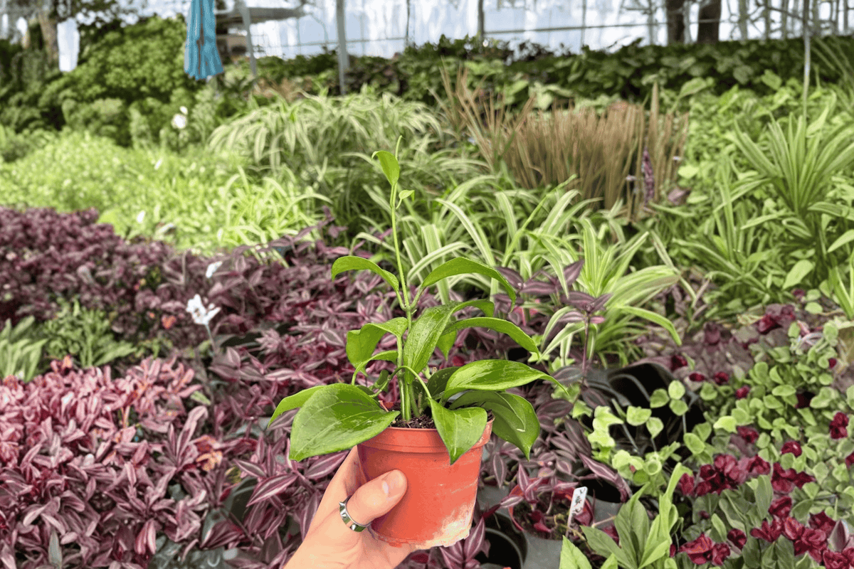 Hoya quinquenervia - 2 Live Plants in 4-Inch Pots (Potted)