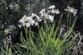 Emerisa White Society Garlic Live Plant (Tulbaghia violacea 'Emerisa White') - 4-Inch Pot