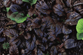 Ajuga reptans 'Mahogany' Mahogany Carpet Bugle - 4-Inch Live Plant