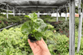Philodendron Super Atom Starter Plants (2) – Bare Root 2-Inch Pots