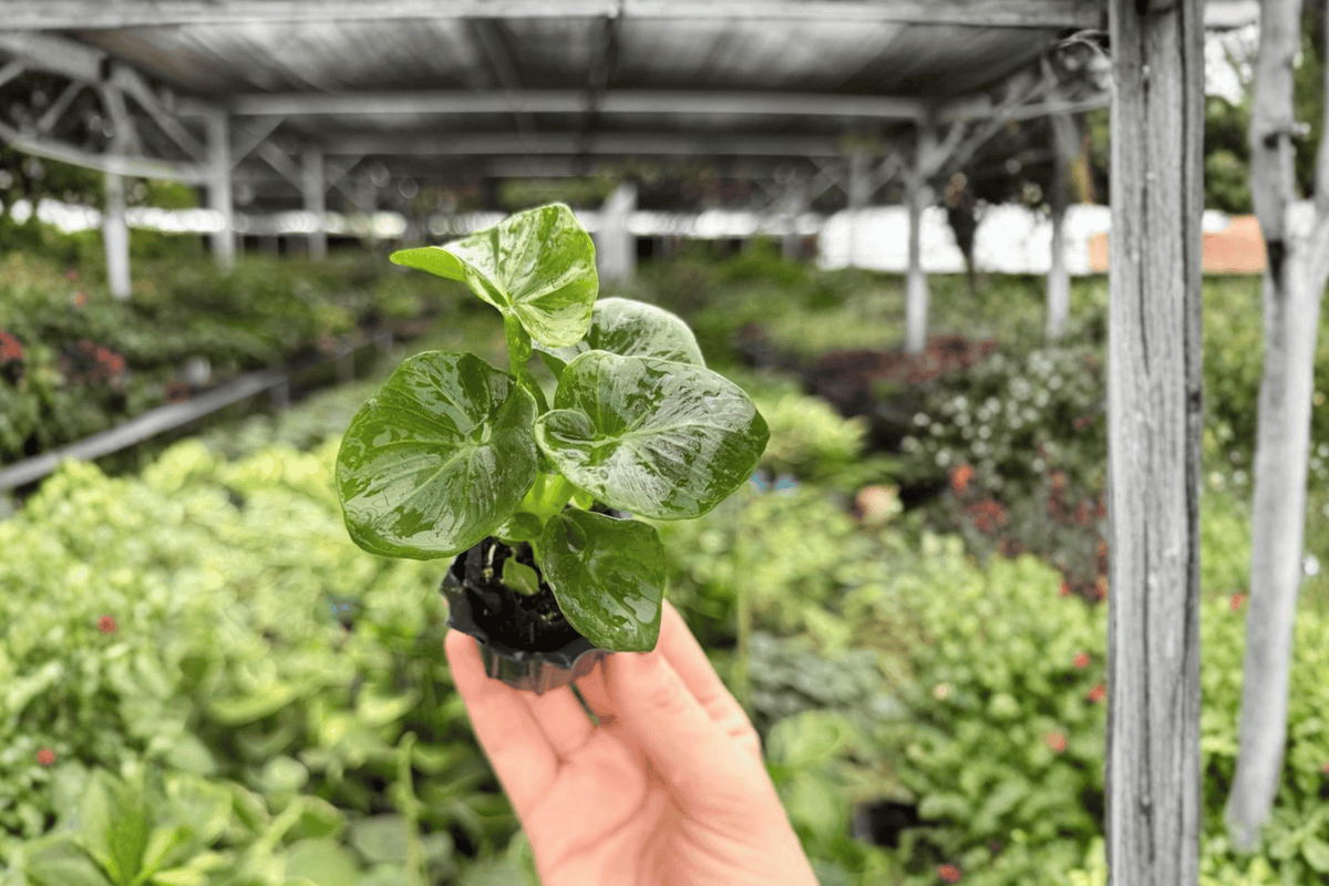Philodendron Super Atom Starter Plants (2) – Bare Root 2-Inch Pots
