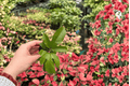 Passiflora Panama Red Starter Plants (2-Pack) - 2-Inch Pots, No Bloom