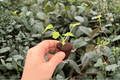 Philodendron Hope Aurea Variegated - 2 Exact Starter Plants (Plugs)