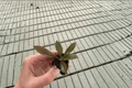 Philodendron linnaei Kunth Starter Plants – 2 in 2" Pots (2 live)