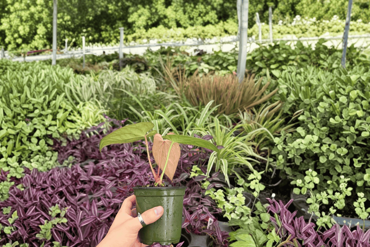 Anthurium Goliath × AOS (Goliath × AOS) Live Plants - 4-Inch Bare Root, 2 Exact Plants
