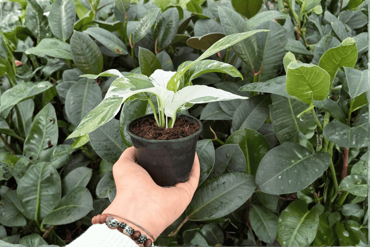 Epipremnum Pinnatum Albo - 2 Bare Root Live Plants in 4-Inch Pots (Pictured), Exact Plants