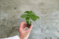 Red Desert Rose Adenium Obesum Starter Plants – 2 Bare Root Starter Plants