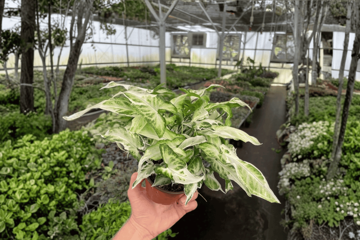 Syngonium Starlite | 2 Live Plants in 4-Inch Pots – Fully Established Roots