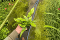 Crocodile Fern Microsorum musifolium ‘Crocodyllus’ – 2 Live Plants in 4-Inch Pots