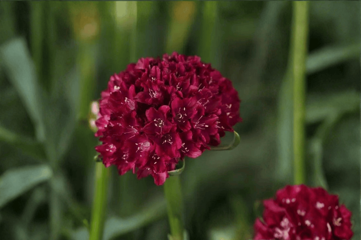 Dreameria Hypnotic Dreams Sea Thrift (Armeria pseudarmeria) 4-Inch Live Plant