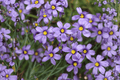 Blue-Eyed Grass Sisyrinchium bellum | 1 Live Plant in 4-Inch Pot