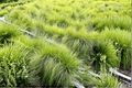 Carex 'The Beatles' Mop Top Sedge - 1 Live Plant in 4-Inch Pot