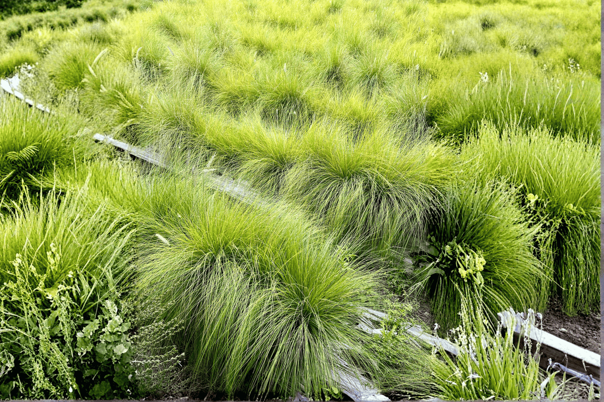 Carex 'The Beatles' Mop Top Sedge - 1 Live Plant in 4-Inch Pot