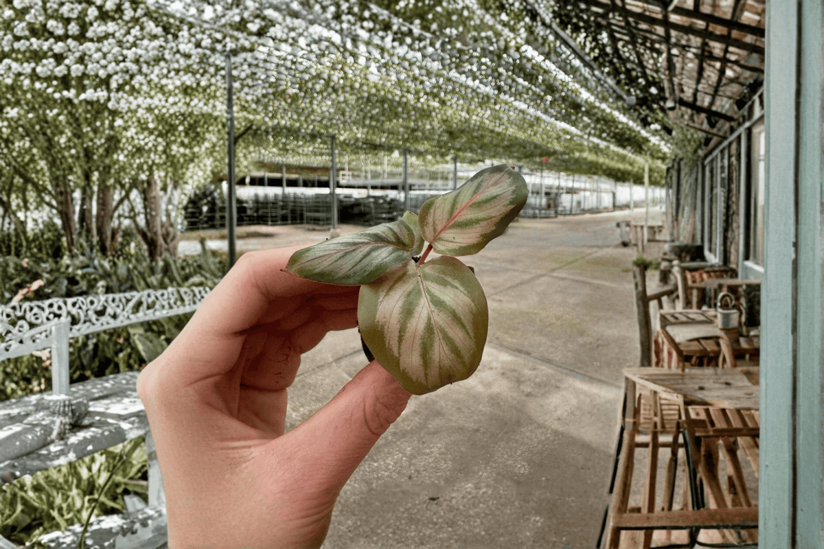 Calathea Red Peacock Starter Plants (2) – Goeppertia makoyana, 2-Inch Starter Format