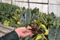 Alocasia Dragon’s Tooth Starter Plants - 2-Pack, 2-Inch Pots (Bare Root) - Alocasia longiloba