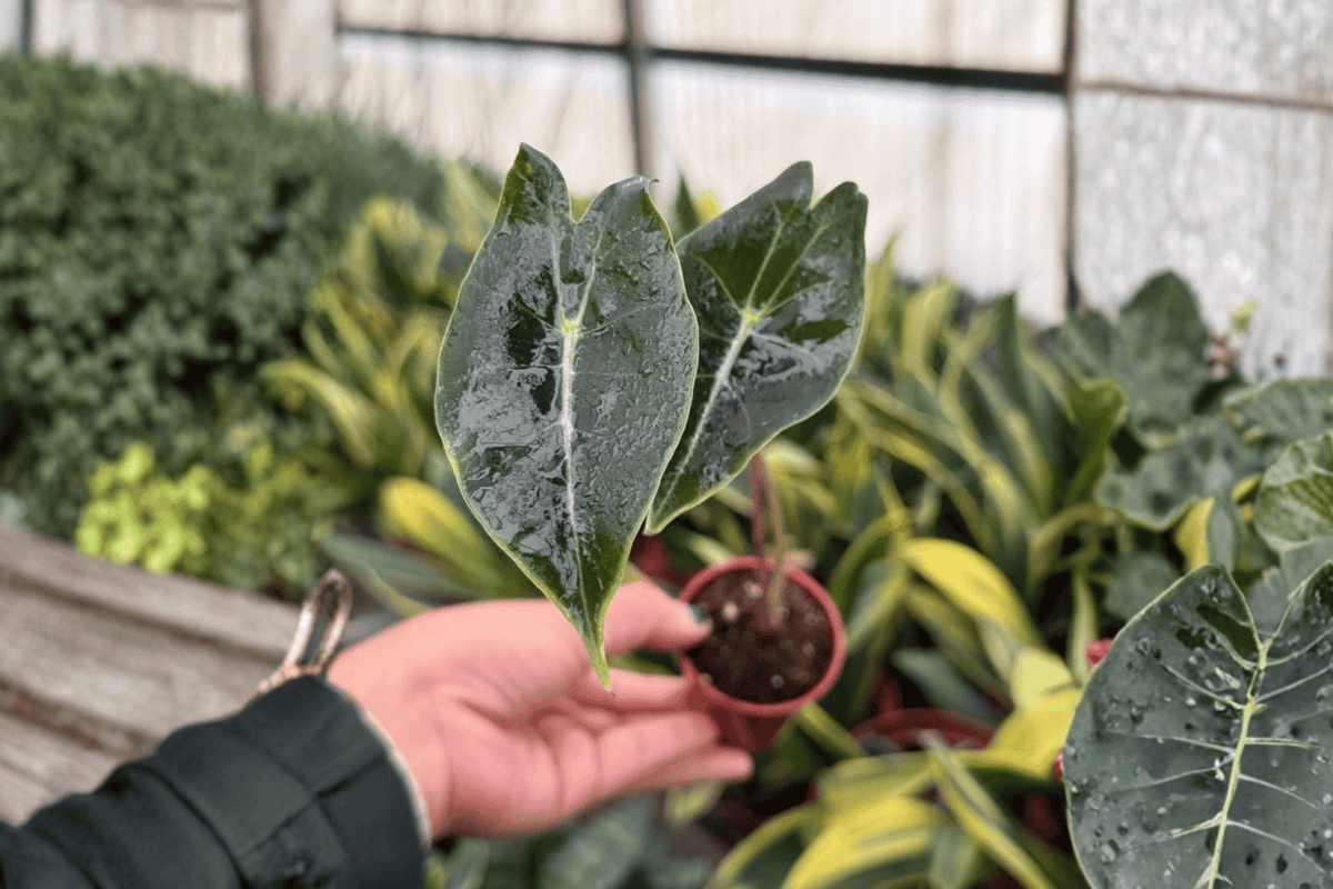 Alocasia Dragon’s Tooth Starter Plants - 2-Pack, 2-Inch Pots (Bare Root) - Alocasia longiloba