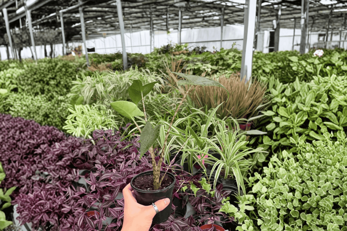 Alocasia Zebrina 2 Live Plants in 4-Inch Pots - Exact Plants Pictured