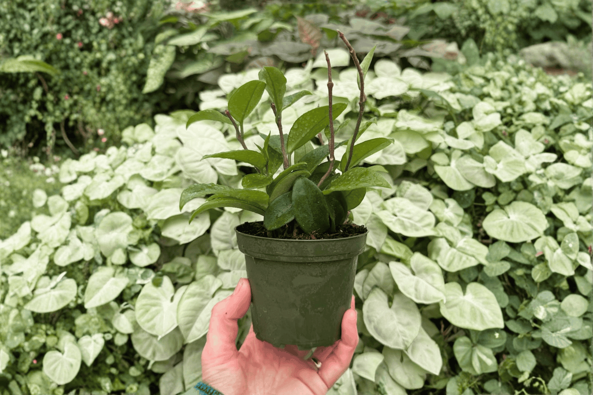 Hoya Jade (Hoya carnosa 'Jade') - 2 Live Plants in 4-Inch Pots