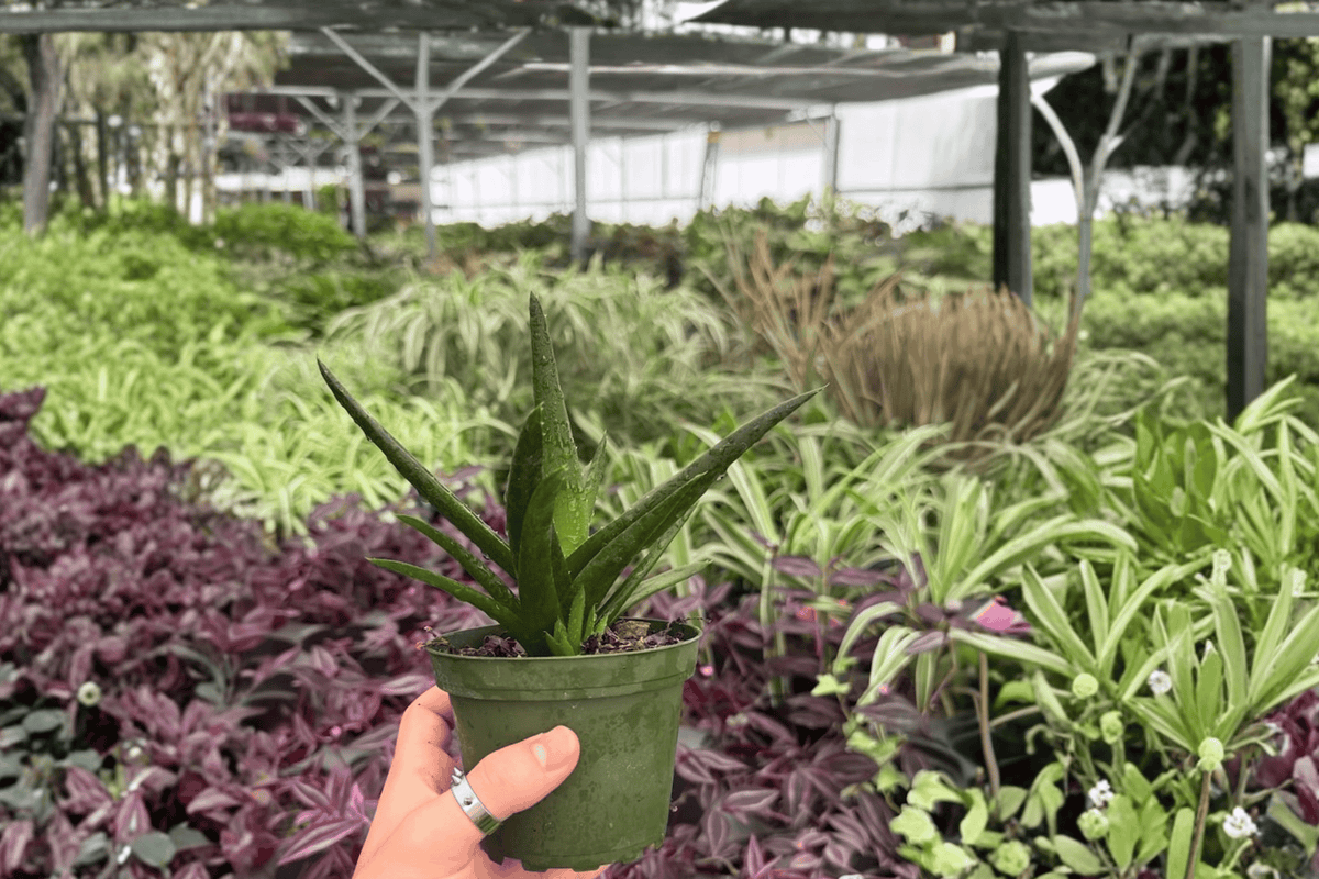 Aloe Black Gem – 2 Live Plants in 4-Inch Pots (Exact Plants)
