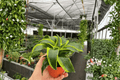 Dracaena Tornado Live Plants in 4-Inch Pots | 2-Pack