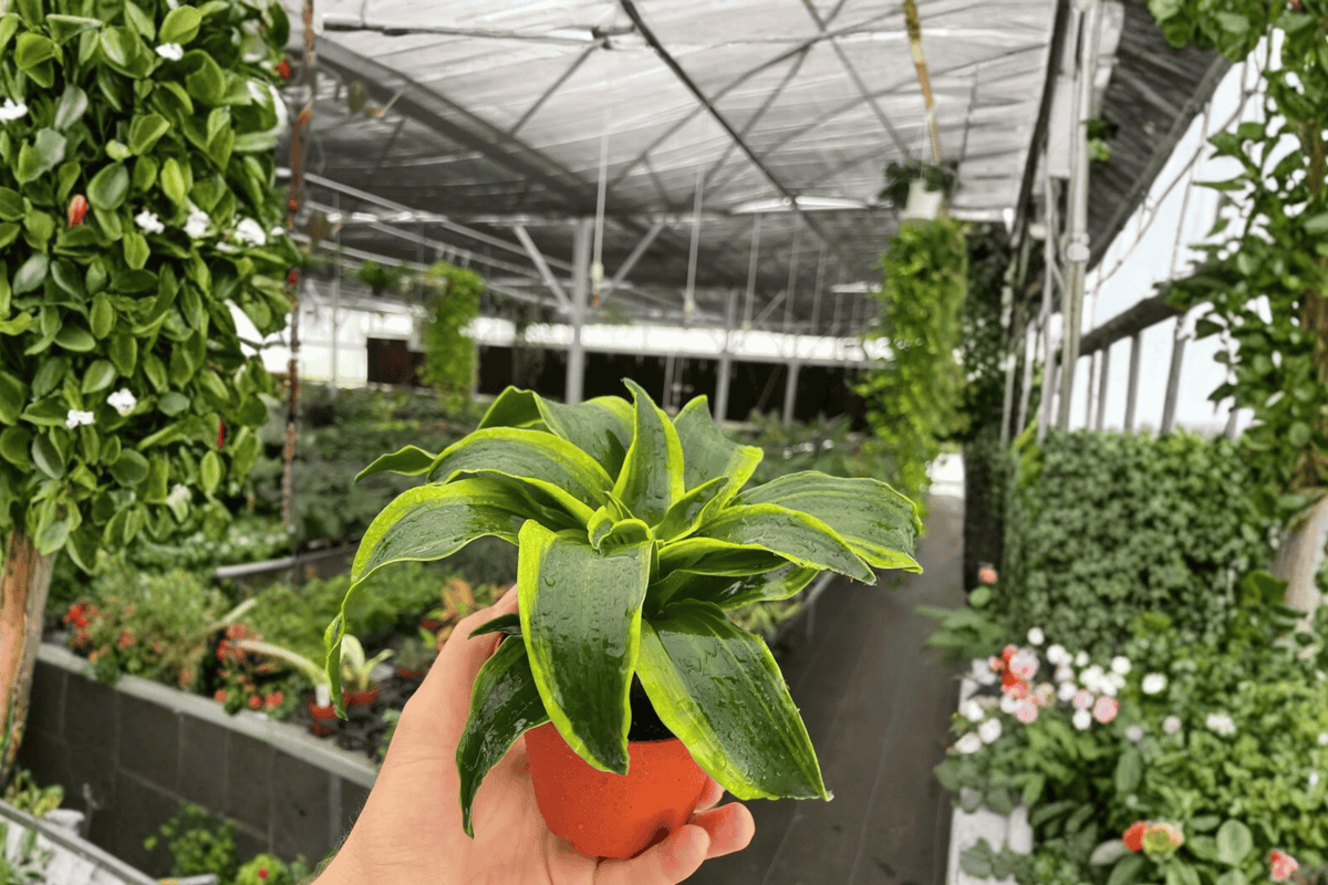 Dracaena Tornado Live Plants in 4-Inch Pots | 2-Pack