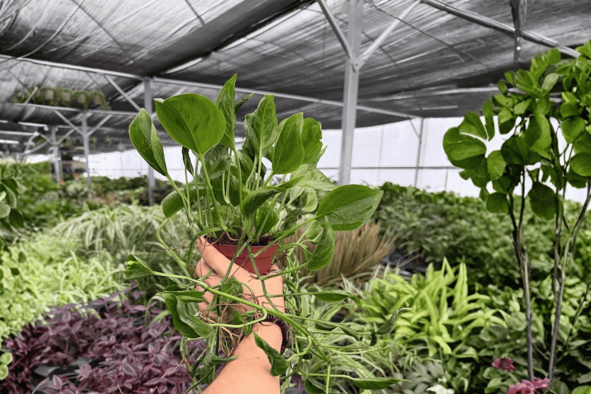 Shangri La Pothos (Epipremnum aureum 'Shangri La') — 2 Live Plants in 4-Inch Pots