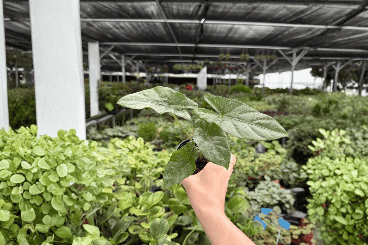 Alocasia Corazon Live Plants – 2 Exact 4-Inch Pots