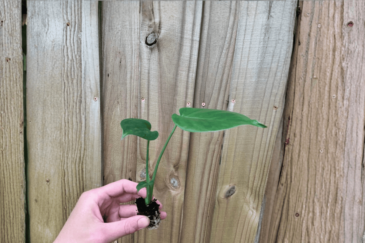 Monstera deliciosa Starter Plants (2) – Swiss Cheese Plant, Juvenile, 2-Inch Pots