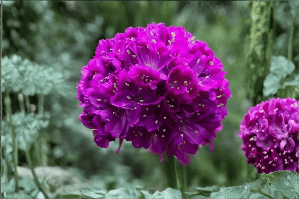 Dreameria Vivid Dreams Sea Thrift (Armeria pseudarmeria) 4-Inch Pot | Live Plant