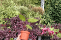 Anthurium Xone × Subsignatum Live Plants (2) - 4-Inch Bare Root