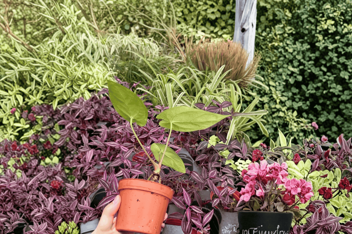 Anthurium Xone × Subsignatum Live Plants (2) - 4-Inch Bare Root