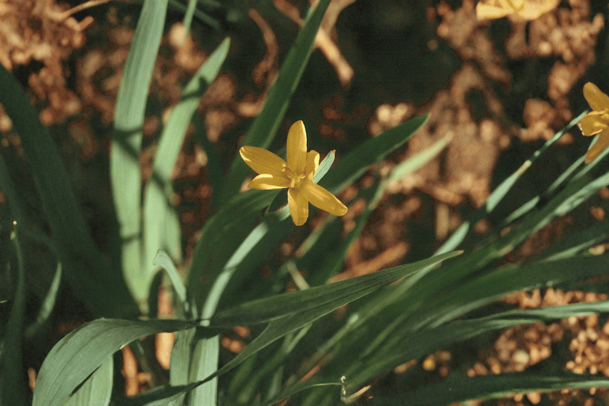 Yellow-Eyed Grass Sisyrinchium californicum - 1 Live Plant in 4-Inch Pot