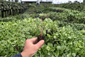 Alocasia Stingray Live Starter Plants (2) in Plugs | Exact Plants Pictured
