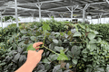 Alocasia Triangularis Starter Plants - 2 Exact Live Plants