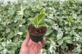 Aglaonema White Legacy Starter Plants – 2 Live 2-Inch Bare Root