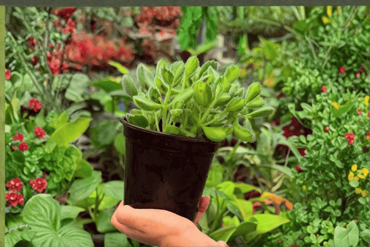Variegated Bear Paw Cotyledon (Cotyledon tomentosa 'Variegata') - 2 Live Plants in 4-Inch Pots