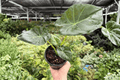 Alocasia Regal Shield Live Plants - 2 Exacts in 4-Inch Pots