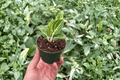 Aglaonema White Legacy Starter Plants – 2-Pack, Bare Root