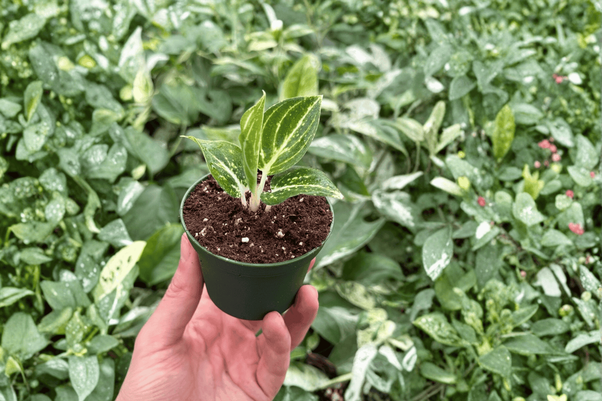 Aglaonema White Legacy Starter Plants – 2-Pack, Bare Root