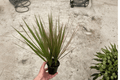 Dracaena Marginata Bicolor 2 Live Plants in 4-Inch Pots | Madagascar Dragon Tree
