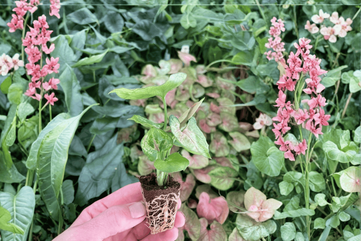 Syngonium Mango Allusion Starter Plants (2) | 2-Inch Pots, Bare Root, Fully Established Roots