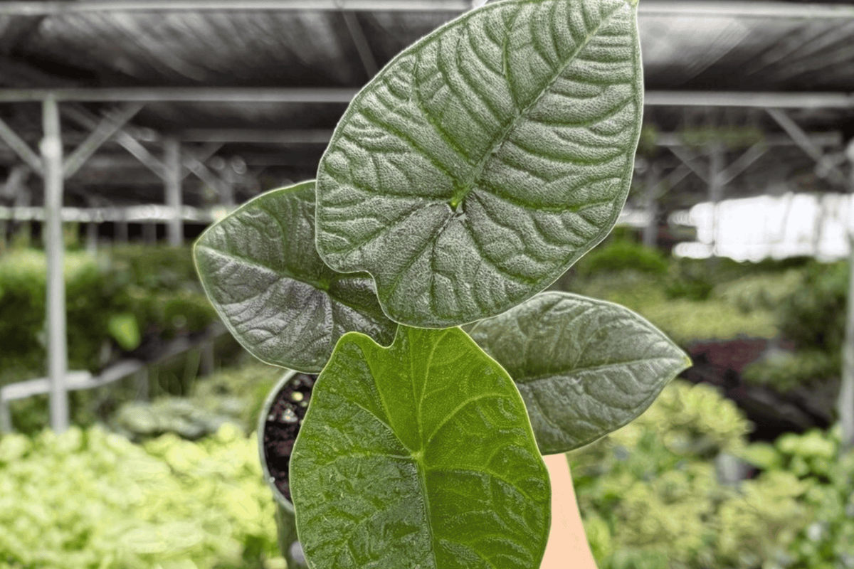 Alocasia Melo Live Plants (2) in 4-Inch Pots - Exact Pictured Specimens