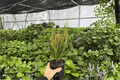 Croton Picasso’s Paintbrush (2 Live Plants) — 4-Inch Pots, Codiaeum variegatum ‘Picasso’s Paintbrush’