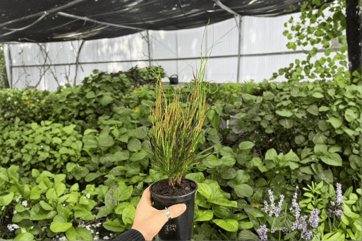 Croton Picasso’s Paintbrush (2 Live Plants) — 4-Inch Pots, Codiaeum variegatum ‘Picasso’s Paintbrush’