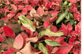 Philodendron Fire Phoenix - 2 Live Plants (4-inch) Bare Root